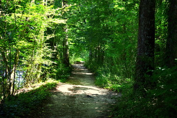 hiking path in the forest