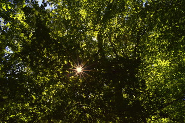 branches and leaves stopping sun