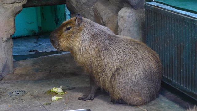 Capybara (Hydrochoerus hydrochaeris) in Esteros del Ibera, Argentina.