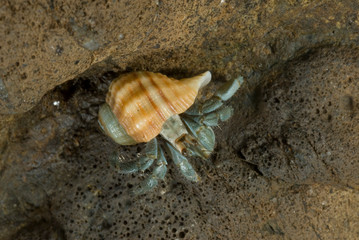 caracol ermitaño