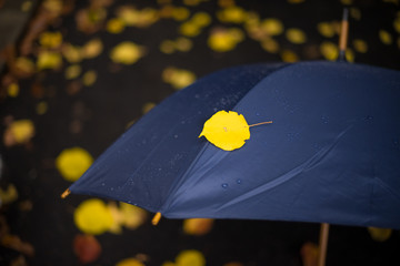 umbrella leaf