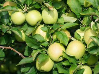 close up on green apples on the tree