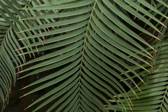 Fototapeta Botanical Garden