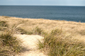 Fototapeta na wymiar Dune Pathway 