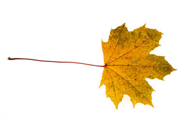 yellow autumn maple leaf isolated on white background
