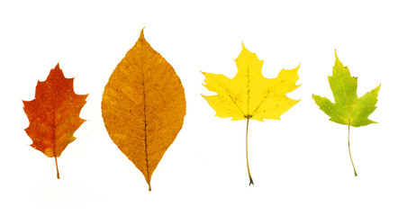 colorful autumn leaves isolated on white background