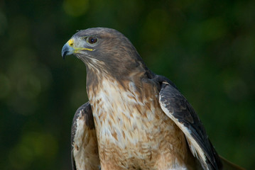 halcon certrerìa