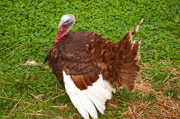 Turkey Stare