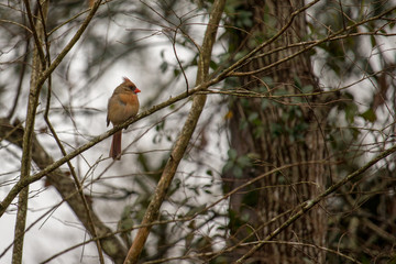 bird on branch