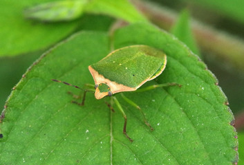 Nezara viridula (green shield bug; southern stink bug; stink  bug)