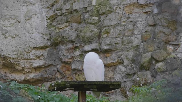 snowy owl (Bubo scandiacus or Nyctea scandiaca) sitting on a stick.