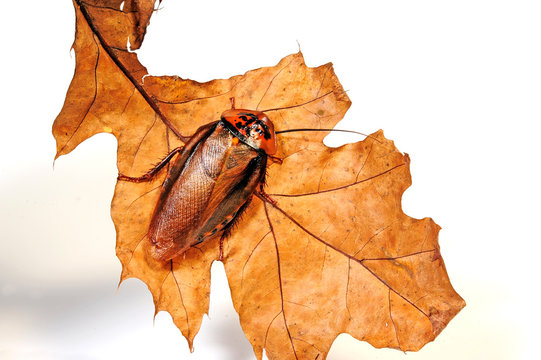 Schabe (Eublaberus posticus) - orange head cockroach
