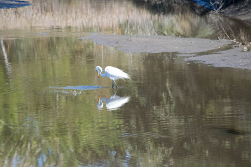 Egrets in the bayou