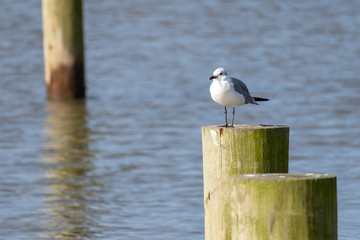 seagull on pier