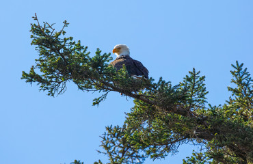 beach eagle in tree looking down over its shoulder
