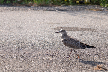 seagull on beach