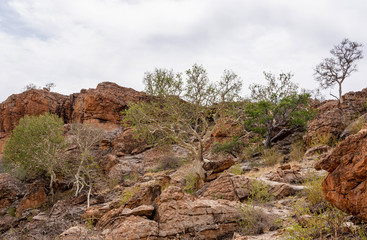Large-leaved Rock Fig
