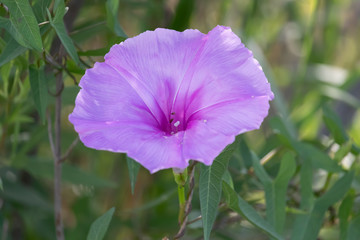 purple flower in the garden