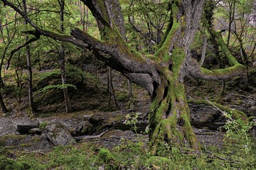 Gnarled Old Big Tree Moss Covered