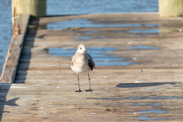 seagull on pier