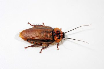 Schabe (Eublaberus posticus) - orange head cockroach