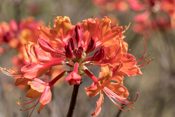 red flower in garden