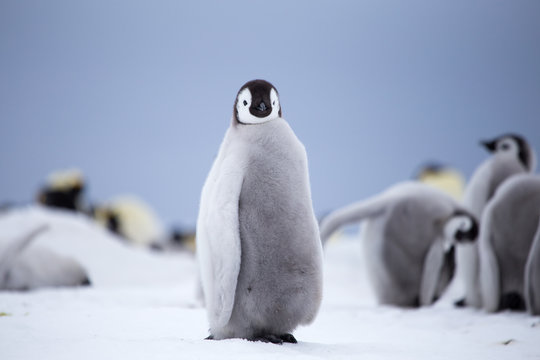 Emperor Penguin chick, Antarctica.