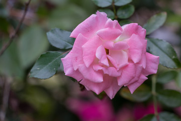 pink rose in garden