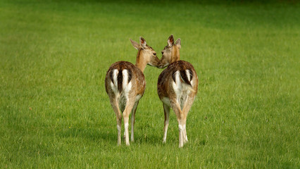 Fallow deers from behind