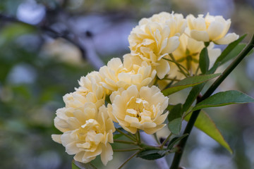 yellow flowers in the garden