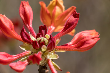 closeup of red flower