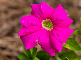 purple flower in the garden