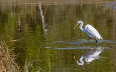 great white egret