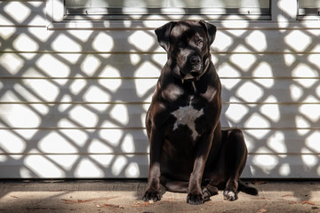 dog in front of shadow of a fence