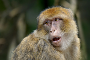 Obraz premium Portrait of a Barbary Macaque