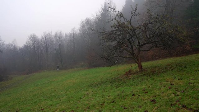Man goes with umbrella next to a lone tree and fog - (4K)