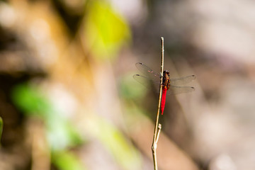 Red dragonfly on the tree branch