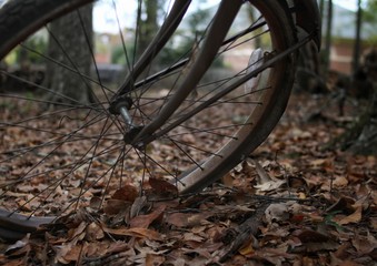 Rusty bicycle in the woods with dead leaves.