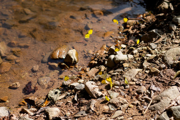 Obraz premium Group of butterflies on aside of the river, Herd of yellow butterflies absorbing wild animal urine