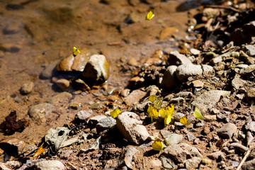 Group of butterflies on aside of the river, Herd of yellow butterflies absorbing wild animal urine