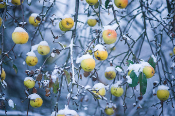 Zima, jabłonie w śniegu