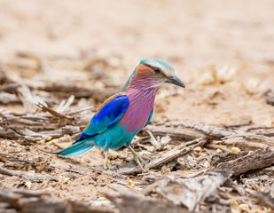 Lilac-breasted Roller