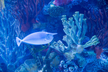 Naklejka premium coral reef