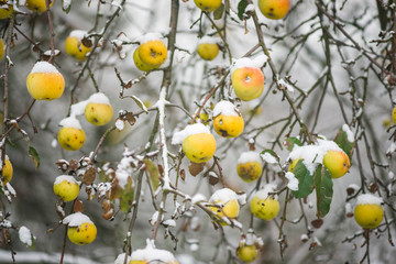 Zima, jabłonie w śniegu - obrazy, fototapety, plakaty