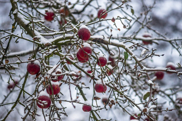 Zima, jabłonie w śniegu