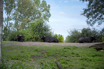 lazy African cows 