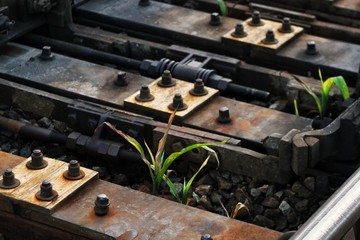 Small plant growing in railroad tracks.