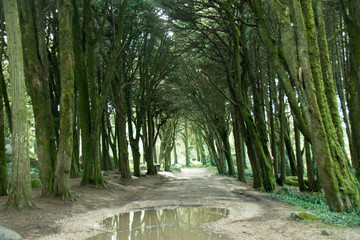 Fototapete bei efototapeten.de bestellen   