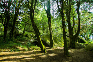 Forest and nature in Sintra