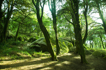 Fototapete bei efototapeten.de bestellen   